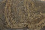 Devonian Stromatolite Slice - Orkney, Scotland #207388-1